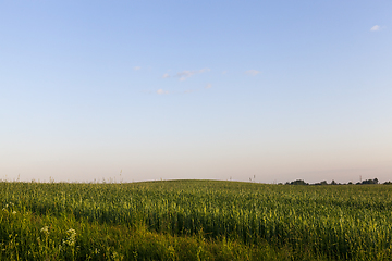 Image showing green grass in summer