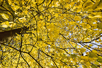 Image showing autumn natural colors