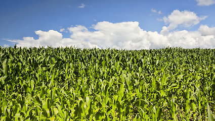 Image showing agricultural landscape with rows of green corn