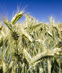 Image showing immature cereals