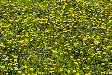 Image showing beautiful dandelion