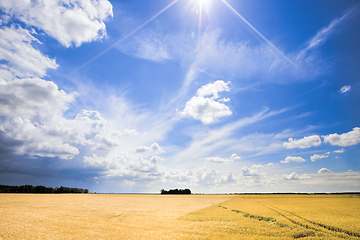 Image showing sunlight brightly illuminating spikelets