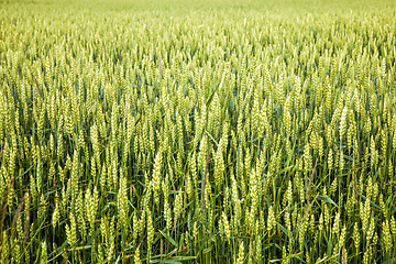 Image showing natural green ears of wheat