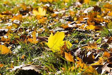 Image showing yellowed trees