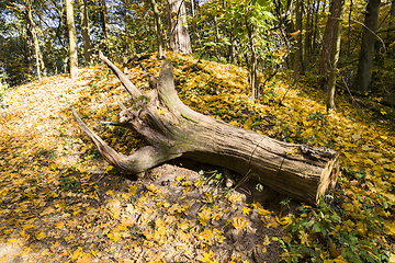 Image showing autumn season of nature