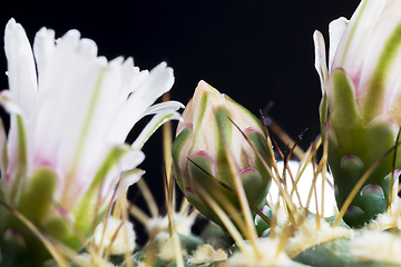 Image showing white cactus flowers