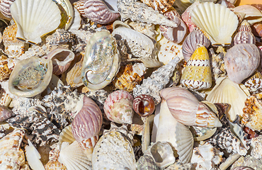 Image showing lots of seashells