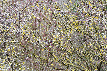 Image showing twigs overgrown with lichen