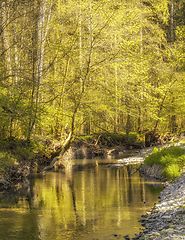 Image showing waterside scenery at spring time