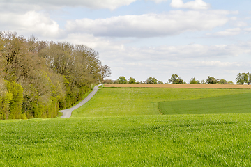 Image showing sunny woodside scenery