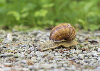 Image showing grapevine snail