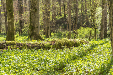 Image showing idyllic forest scenery