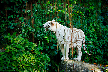 Image showing White tiger