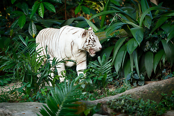 Image showing White tiger