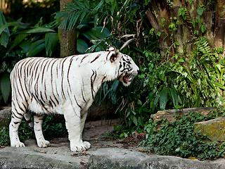 Image showing White tiger