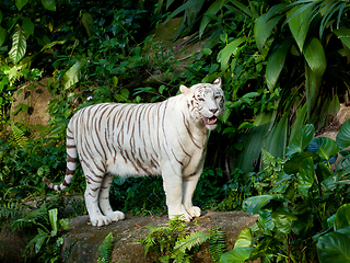 Image showing White tiger