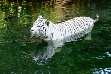 Image showing White tiger swimming