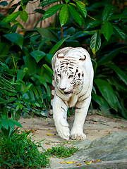 Image showing White tiger