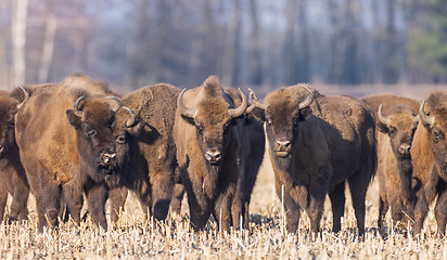 Image showing European bison grazing in sunny day