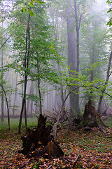 Image showing Misty morning in autumnal forest