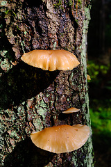 Image showing Wet spruce tree bark with mushroom