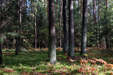 Image showing Springtime coniferous forest tree stan in sun