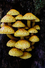 Image showing Bunch of autumnal pholiota fungi closeup