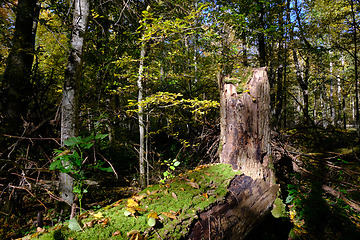 Image showing Old deciduous forest in summer afternoon