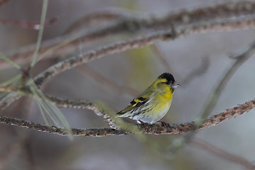 Image showing Eurasian siskin (Spinus spinus) in sunlight