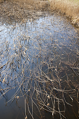 Image showing Dry grass, bog