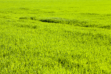 Image showing agricultural field crops