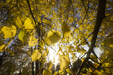 Image showing Sunny day in the autumn