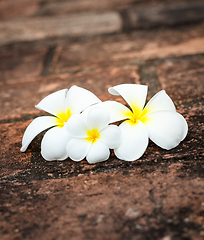 Image showing Frangipani (plumeria) flowers