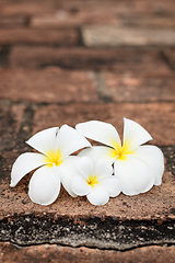 Image showing Frangipani (plumeria) flowers