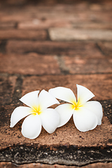 Image showing Two frangipani (plumeria) flowers