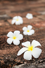 Image showing Frangipani (plumeria) flowers on stones