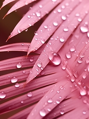 Image showing Water droplets on a Pink Palm Leaves