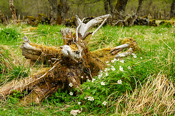 Image showing old moss-grown tree root in the spring among whitewash