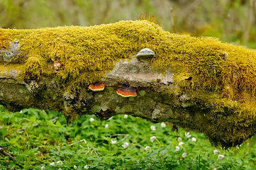 Image showing old mossy tree trunk with mushrooms and whitewash