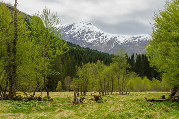 Image showing snow-covered mountain peak above spring-green trees and whitewas