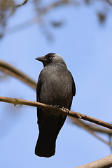 Image showing Coloeus monedula on a branch