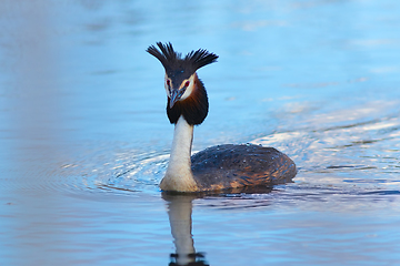 Image showing great crested grebe on pond