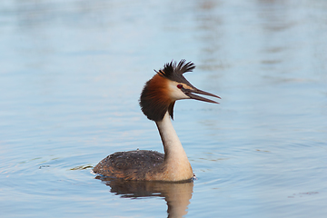 Image showing Podiceps cristatus on water surface