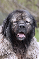 Image showing portrait of a huge caucasian dog