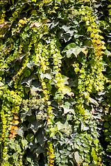 Image showing ivy background texture