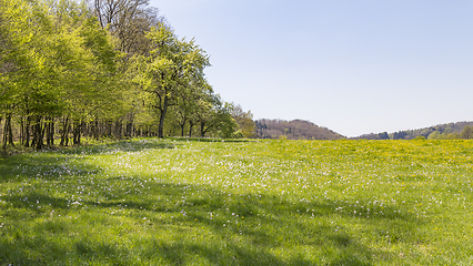 Image showing sunny woodside scenery