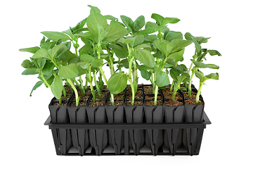 Image showing Broad Bean Plants in Root Trainer