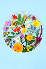 Image showing Flowers Wildflowers and Herbs for Natural Herbal Plant Medicine