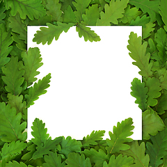 Image showing Green Oak Leaf Background Eco Design