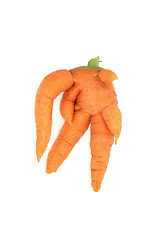 Image showing Forked and Twisted Deformed Carrot Vegetable